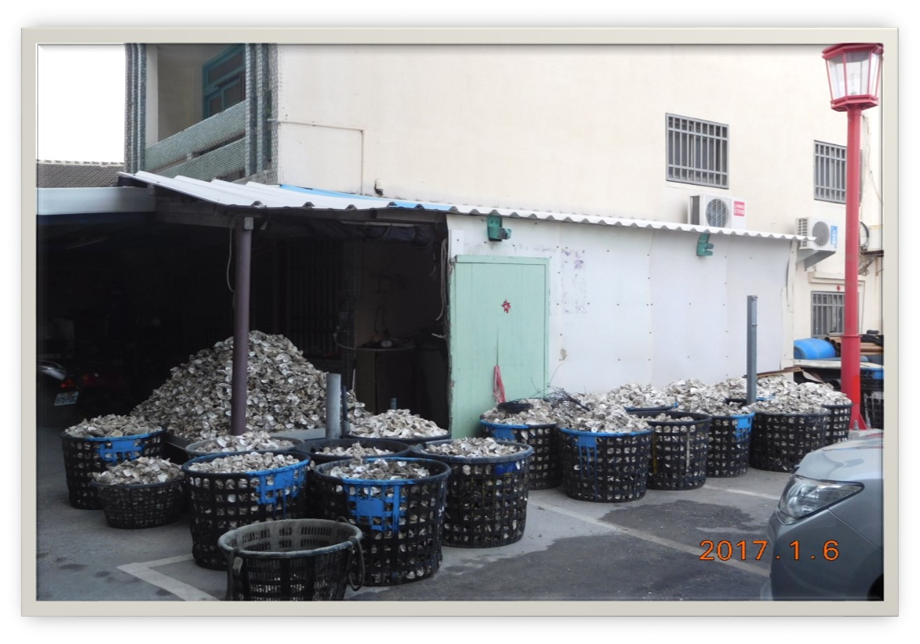 東石常見畫面一簍簍的蚵殼 吳思慧攝影